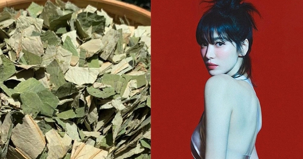 Loại lá phơi khô là "thảo dược xanh" Việt Nam đang sẵn: Nấu nước thành trà chống nắng tự nhiên, da trắng dáng thon