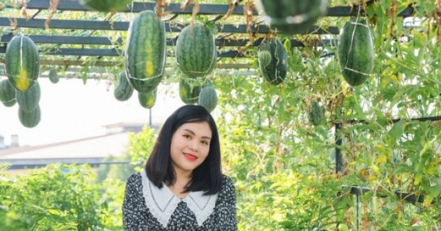 Mẹ đảm ở Hà Tĩnh làm vườn dưa treo trên sân thượng, thu 600 quả ngọt một mùa