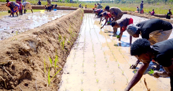 "Công nghệ" cấy lúa mới nhất Việt Nam được ứng dụng ở Angola, chủ trang trại có quyết định liều lĩnh