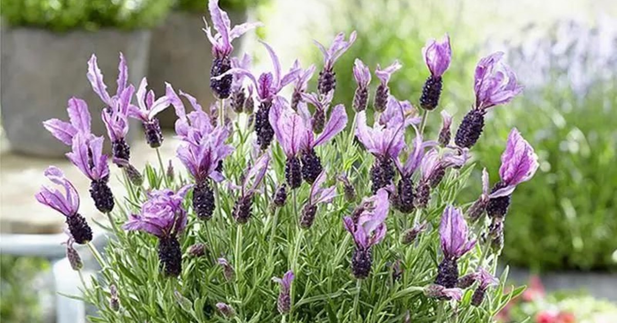 Loài hoa này thường dùng làm nước hoa, trồng trong nhà vừa mang tới may mắn vừa đuổi muỗi, an thần