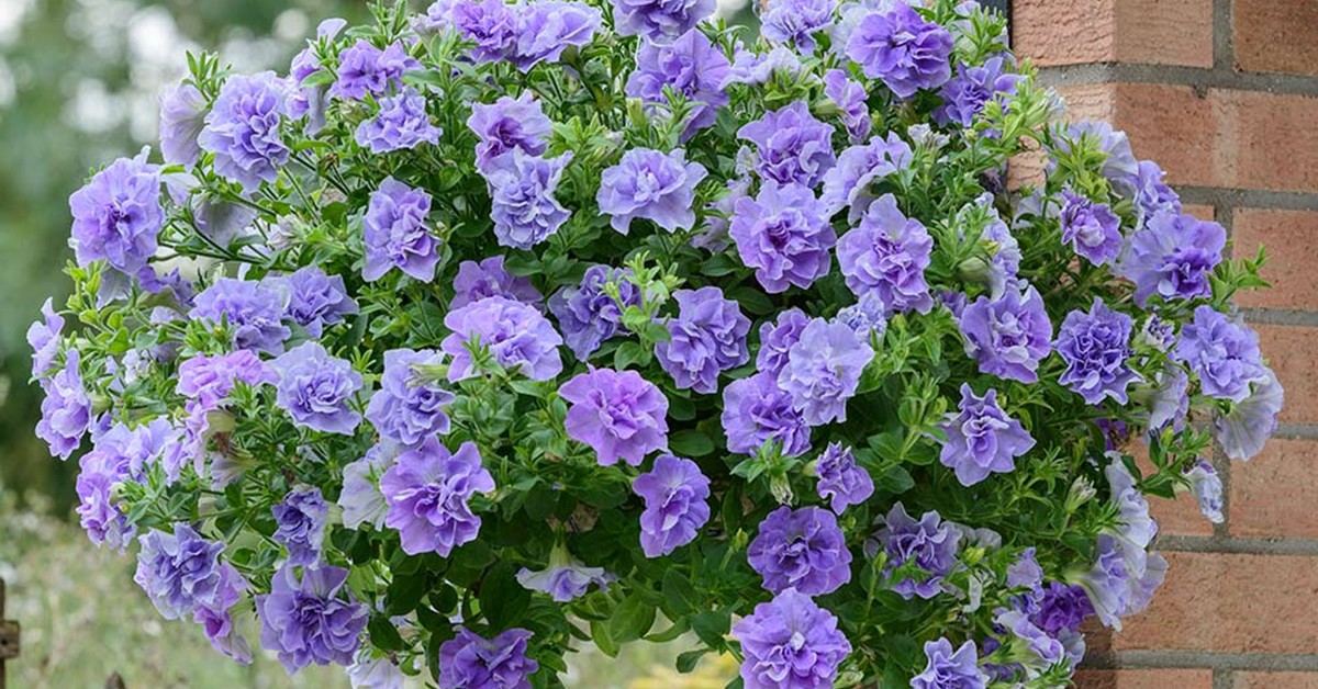 3 loài hoa màu xanh rất được lòng Thần Tài, nở 200 ngày mỗi năm, ban công nhỏ đến mấy cũng trồng được