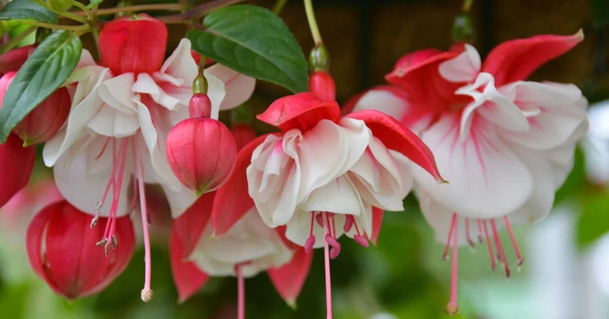Loài hoa “quý tộc” này ra hoa quanh năm, trồng một chậu mang đến may mắn cho cả gia đình