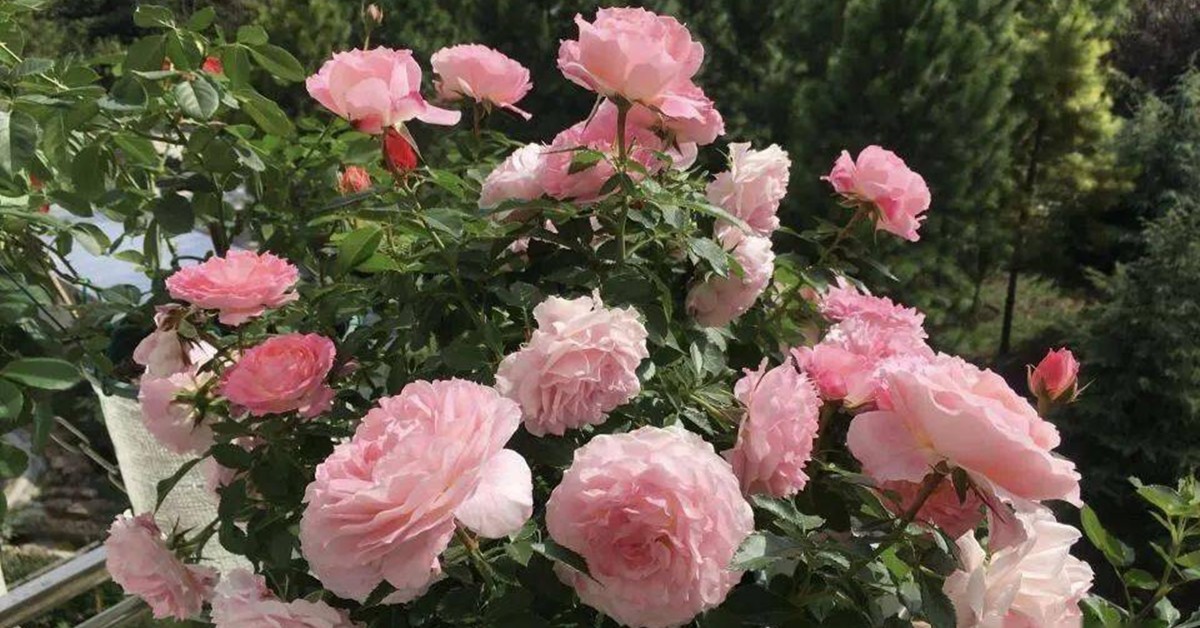 Tháng 5 chăm hoa hồng nhớ quy tắc “1 nhẹ - 1 siêng - 1 ít - 1 nhiều”, hoa sẽ nở bung chậu