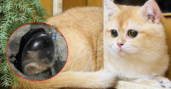 Vụ mèo chết ngạt sau khi gửi xe ghép, tài xế phủi trách nhiệm: Giống mèo gì mà có giá 80 triệu đồng?